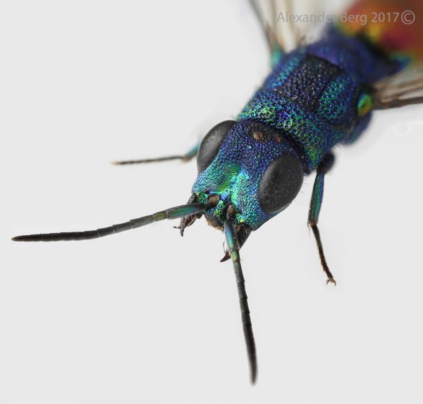 Chrysis_subsinuata_F_Spain_head copy.jpg