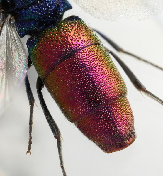 Chrysis_subsinuata_F_Spain_T3 copy.jpg