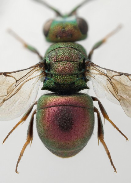 Hedychridium_sp_F_Spain_metasoma copy.jpg