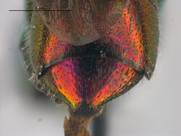 C Chrysidid abdomen.jpg