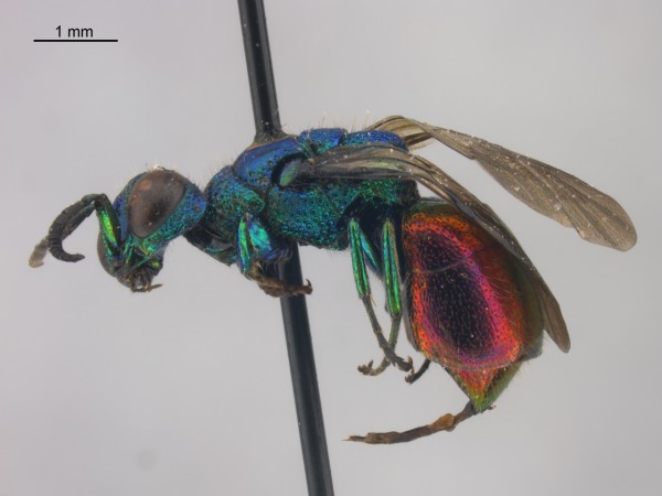 A Chrysidid lateral.jpg