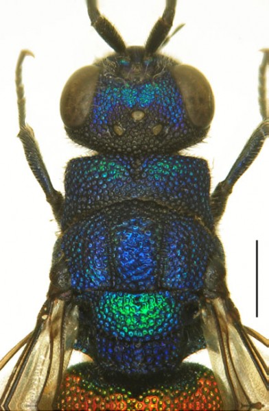 Chrysis rosai scale bar 1 mm.jpg