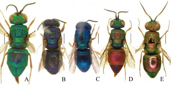 Fig.1_Colopyga females habitus.jpg