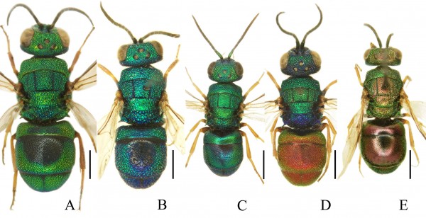 Fig.2_Colpopyga male habitus copia.jpg