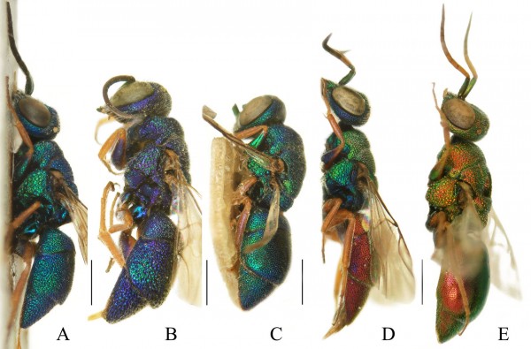 Fig.3_Colpopyga female habitus lateral.jpg