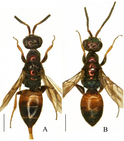 Fig.1_Cleptes dauriensis.jpg