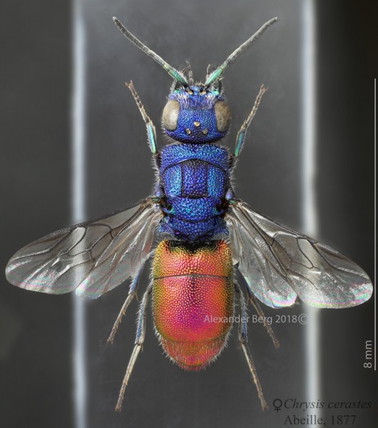 Chrysis_cerastes_F_Spain_dorsal copy.JPG