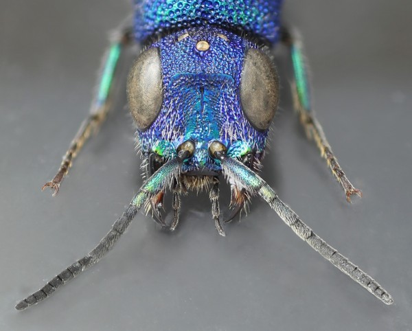 Chrysis_cerastes_F_Spain_head copy.JPG