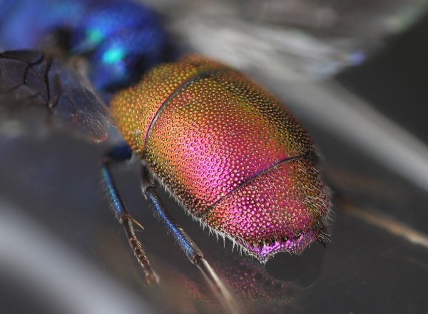 Chrysis_cerastes_F_Spain_T3 copy.jpg