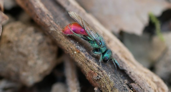 Chrysura trimaculata 6.JPG