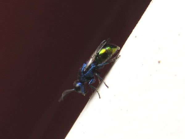 IMG_9330.JPG