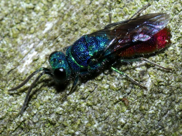 00chrysis.JPG