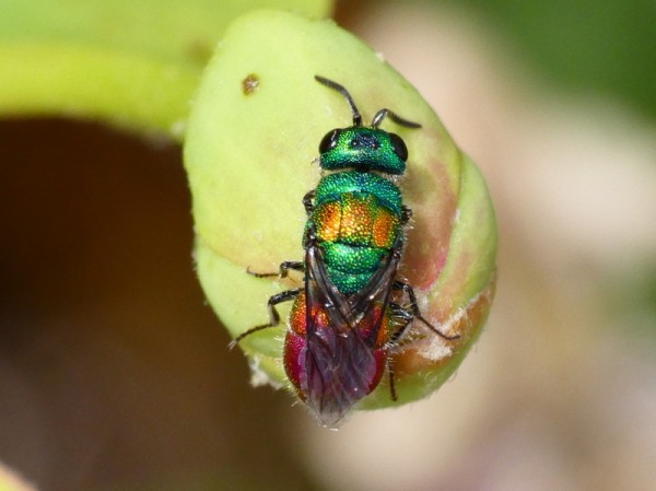 1-Jewel Wasp - Chrysis bicolor poss top a-001.JPG