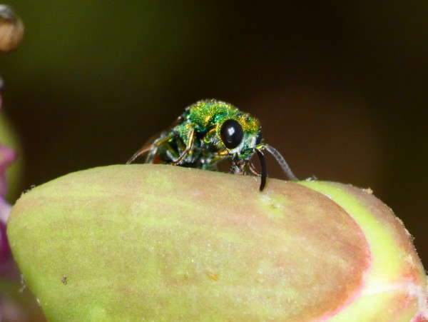 1-Jewel Wasp - Chrysis coa poss face.JPG
