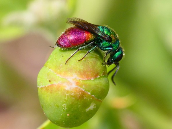 1-Jewel Wasp - Chrysis coa side  poss.JPG
