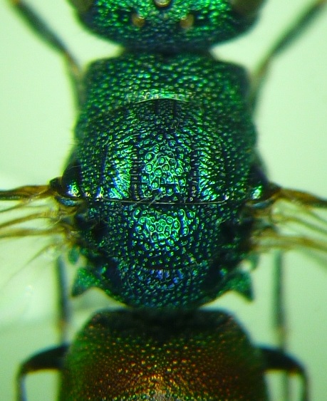 P1010739-1.jpg