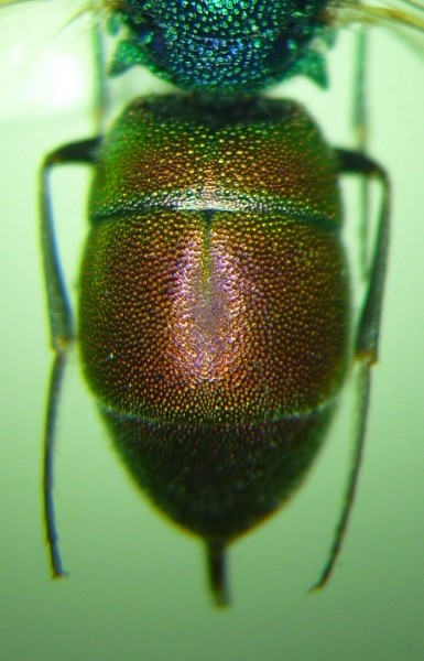 P1010740-1.jpg