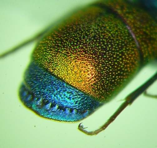 P1010758-1.jpg