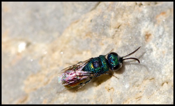 Chrysis_Torrente_dorsal_red.jpg