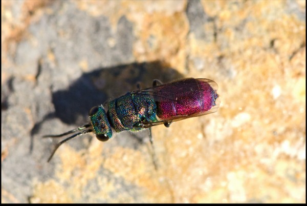 Chrysis_Mondujar_sierra_dorsal_red.jpg