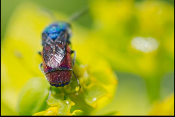 Chrysis_mondujar_sierra_b_dorsal_red.jpg