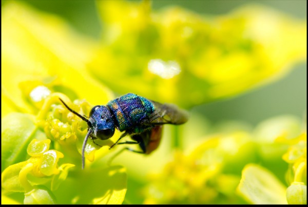 Chrysis_mondujar_sierra_b_dorsalb_r.jpg