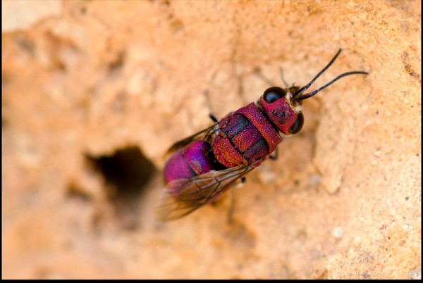 Hedycrisum_red_Tunisia_red.jpg