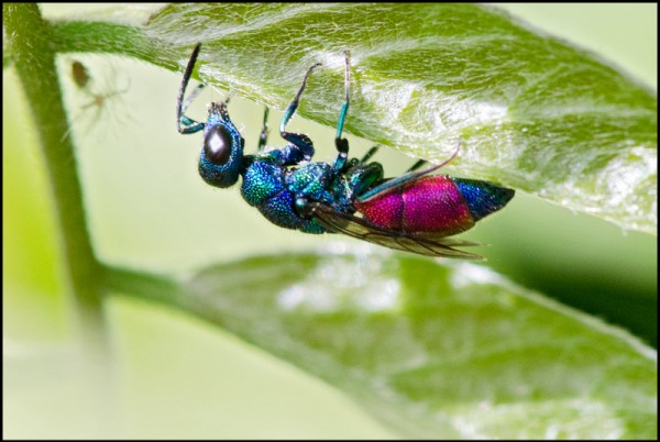 Chrysis_splendidula_Talara_red.jpg