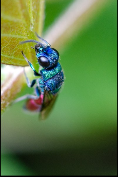 Chrysis_splendidula_face_talara_red.jpg