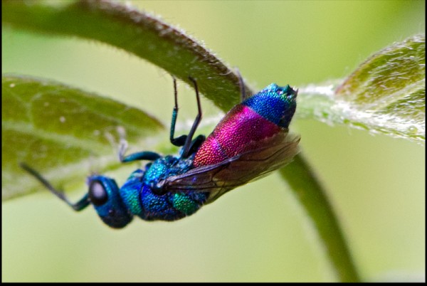 Chrysis_splendidula_talara_tergite_red.jpg