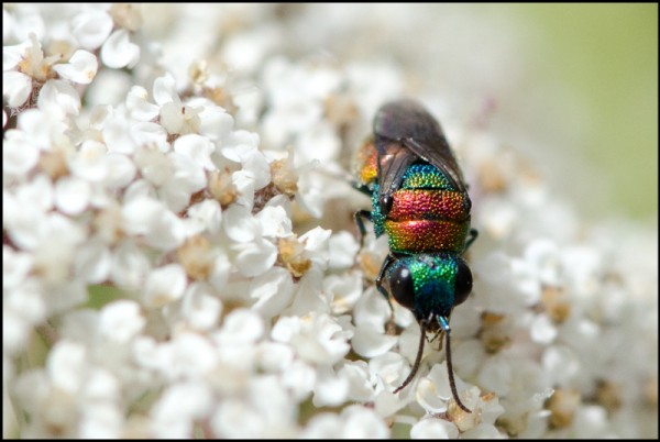 Hedychrydium_roseum_talara_face_red.jpg