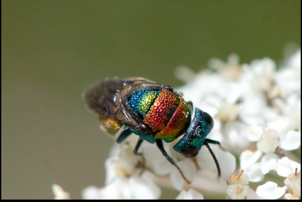 Hedychrydium_roseum_talara_dorsal_red.jpg