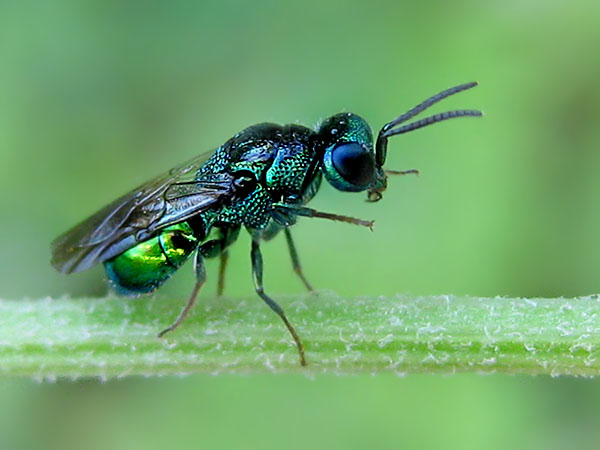 chrysid17-7-8a.JPG