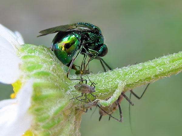 chrysid17-7-8a1.JPG