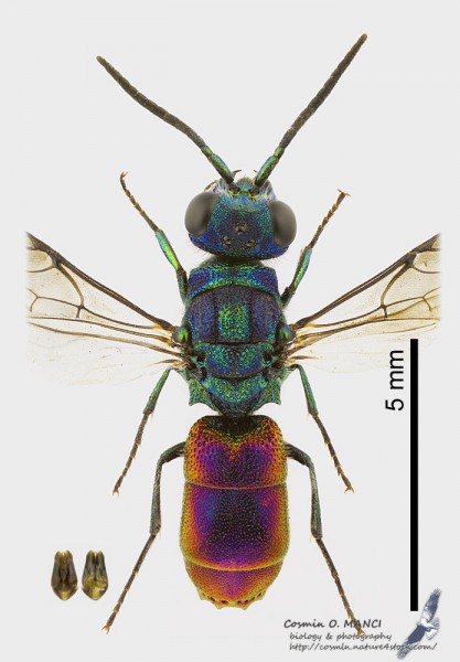 Chrysis_angustula_s.jpg