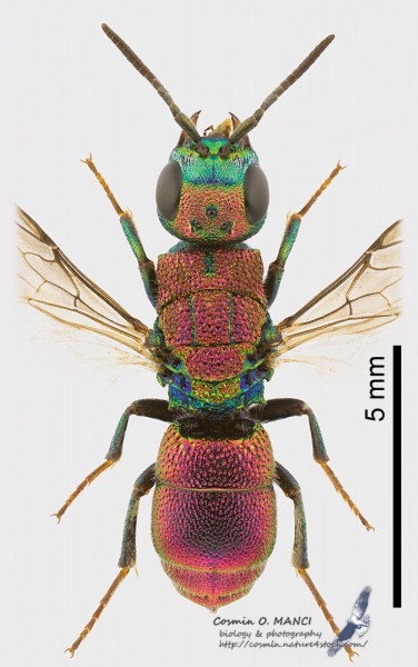 Chrysididae1a_s.JPG