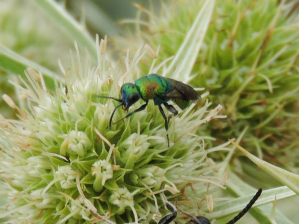 RSCN2846.JPG