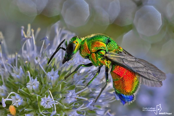 Stilbum cyanurum01a.jpg