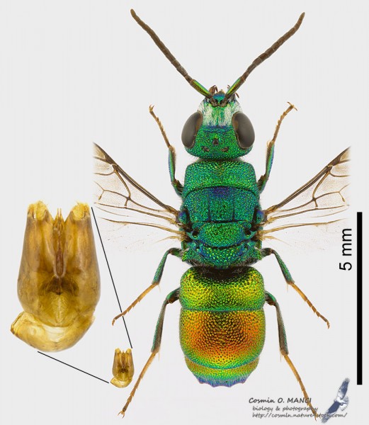 Chrysididae2_s.JPG