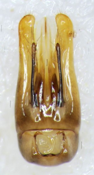 capsula genitalerid.jpg