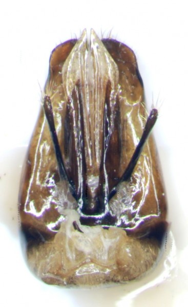 capsula genitalerid.jpg