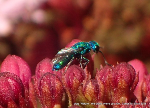 CHRYSIDIDAE sp.(.)[2018,Casa,'Eira-G']_P9230014.JPG