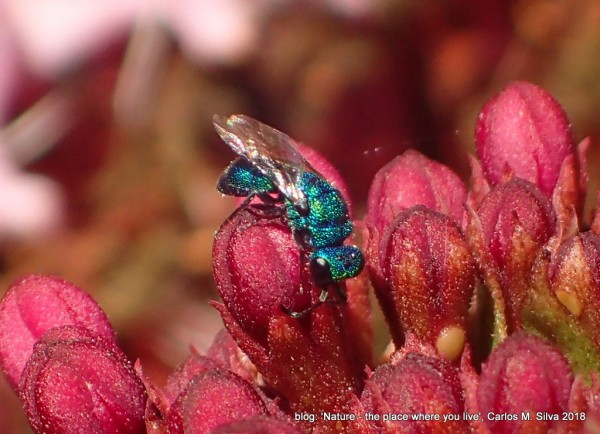 CHRYSIDIDAE sp.(.)[2018,Casa,'Eira-G']_P9230010.JPG