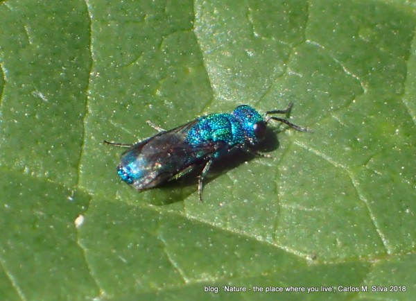 CHRYSIDIDAE sp.(.)[2018,Casa,'Eira-G']_P9239994.JPG