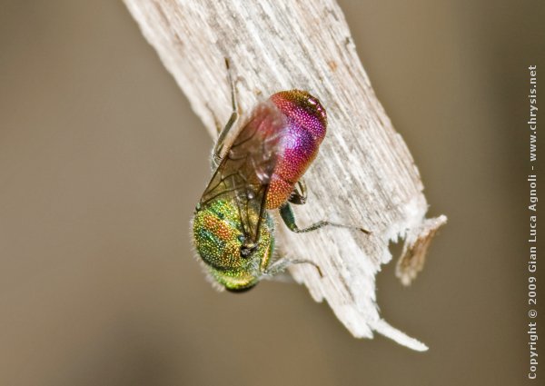 Chrysis_interjecta_terga.jpg