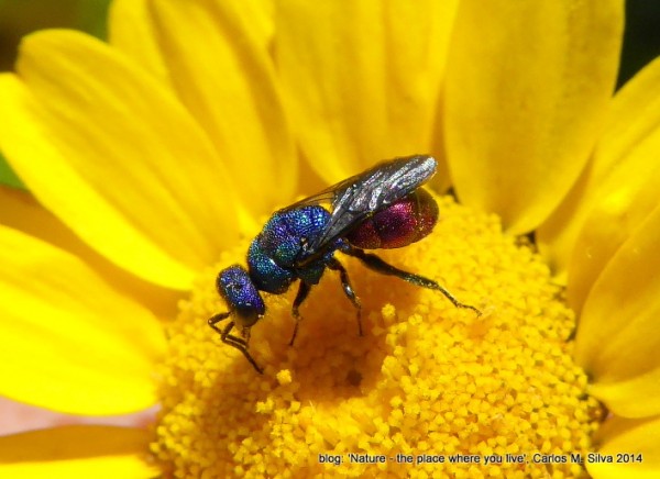 CHRYSIDIDAE sp.(.)[2014,Casa,campo 'Balcôvo']_P1000364-001.JPG