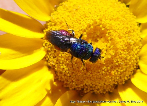 CHRYSIDIDAE sp.(.)[2014,Casa,campo 'Balcôvo']_P1000361.JPG