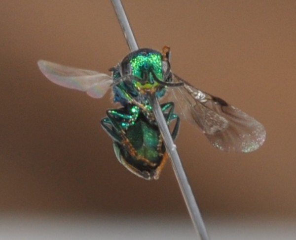 Omalis2.jpg