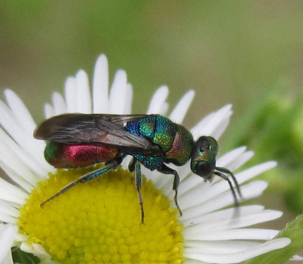 Chrysididae.jpg