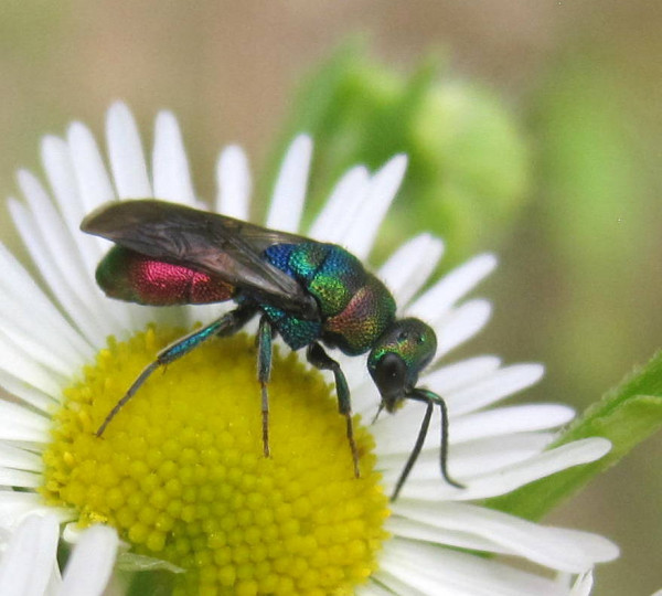 Chrysididae 2.jpg